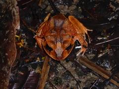 Craugastor megacephalus