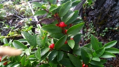 Ilex rugosa