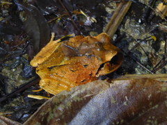 Craugastor megacephalus