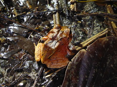 Craugastor megacephalus