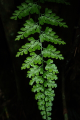 Asplenium pseudolaserpitiifolium