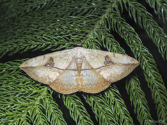 Hypopyra vespertilio