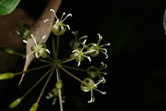 Smilax riparia