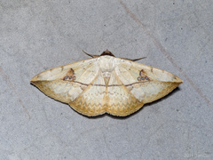 Hypopyra vespertilio