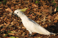 Cacatua galerita fitzroyi