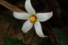 Lycianthes lysimachioides