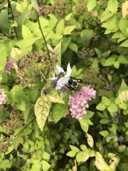 Bombus impatiens