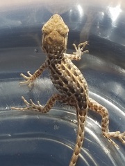 Uta stansburiana elegans