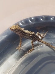 Uta stansburiana elegans