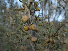 Leptospermum coriaceum
