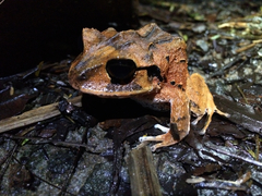 Craugastor megacephalus