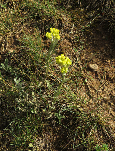 Smėlyninis šlamutis