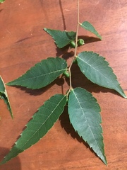 Zelkova