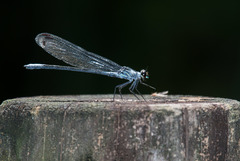Bayadera brevicauda