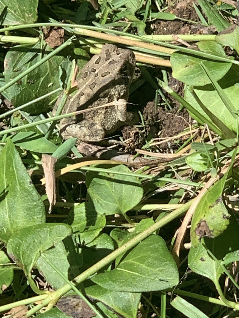 Fowler's Toad from Carriagehouse Ln, Charlotte, NC, US on September 3 ...