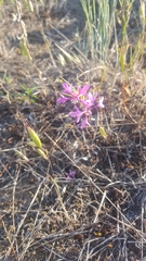Clarkia pulchella