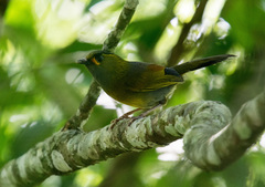 Liocichla steerii