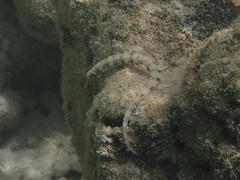 Corythoichthys haematopterus