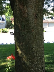 Zelkova