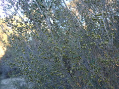 Leptospermum coriaceum