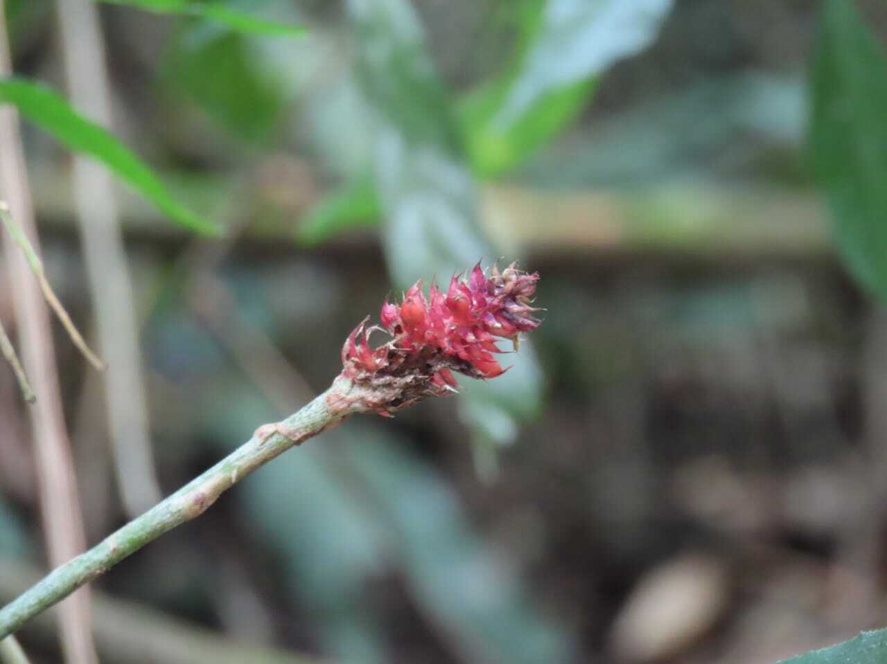 Aechmea calyculata