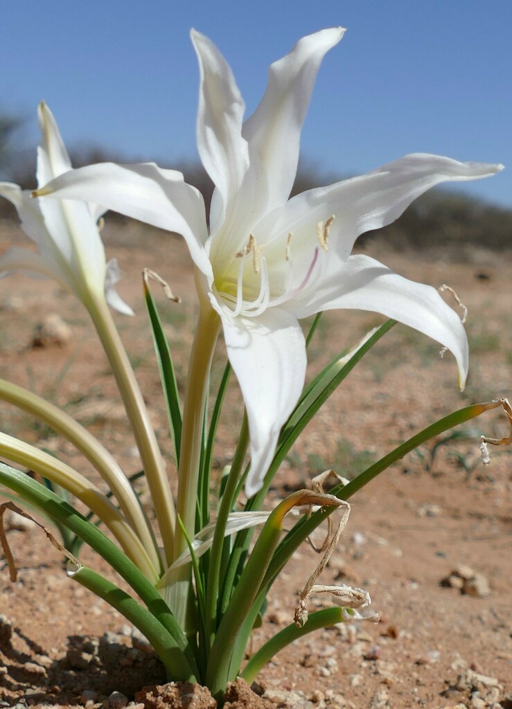 Crinum parvibulbosum