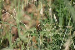 Dasypogon