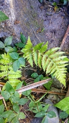 Tectaria subsageniacea