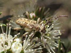 Pempsamacra dispersa