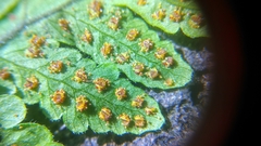 Tectaria subsageniacea