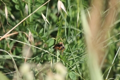Dasypogon