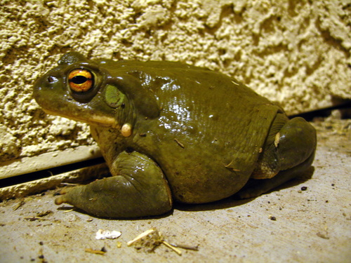 Sonoran Desert Toad