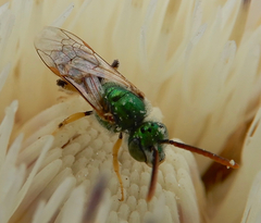 Agapostemon angelicus