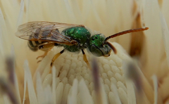 Agapostemon angelicus