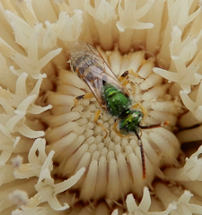 Agapostemon angelicus