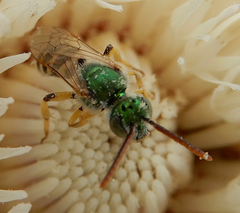 Agapostemon angelicus