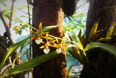 Prosthechea squalida