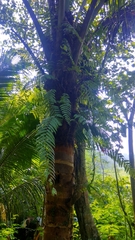 Nephrolepis biserrata