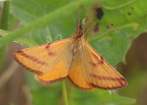 Purple-barred Yellow