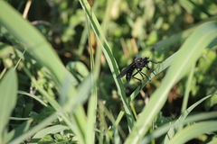 Dasypogon