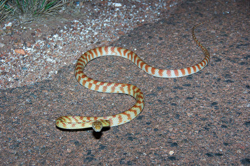 Brown Tree Snake sighting