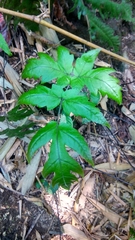 Tectaria melanocaulos