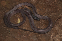 Equatorial File Snake photo 1