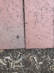Camponotus pennsylvanicus