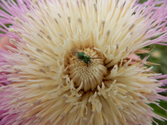 Agapostemon angelicus