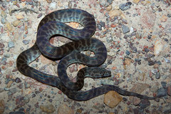Children's Python photo 4