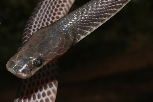 Western Forest File Snake