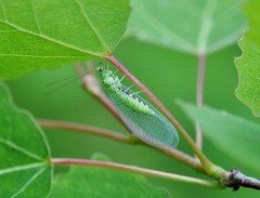 Pseudomallada ventralis