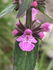 Stachys alpina