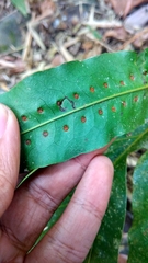 Microsorum membranifolium